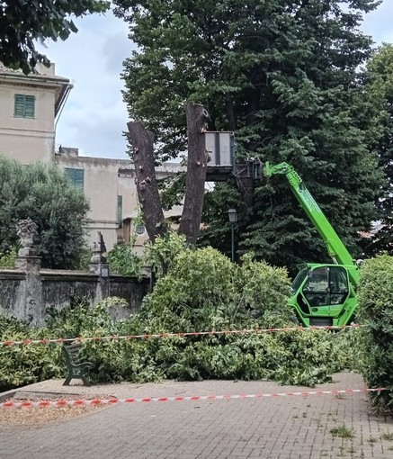 Abbattimento tigli in Largo Gavotti ad Albisola, il Comune risponde alle critiche: &quot;Obbligatorio per tutelare la pubblica incolumità, non è un passatempo a costo zero&quot; (FOTO)