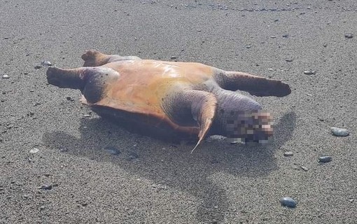 Albisola, carcassa di una tartaruga trovata sulla spiaggia (FOTO)