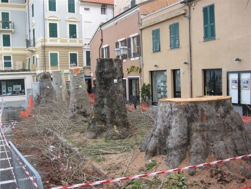 Platani abbattuti ad Alassio: si muove il WWF