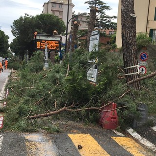 Savona, interpellanza della Lega sui pini pericolanti di Corso Tardy e Benech: &quot;Sono pericolosi&quot;