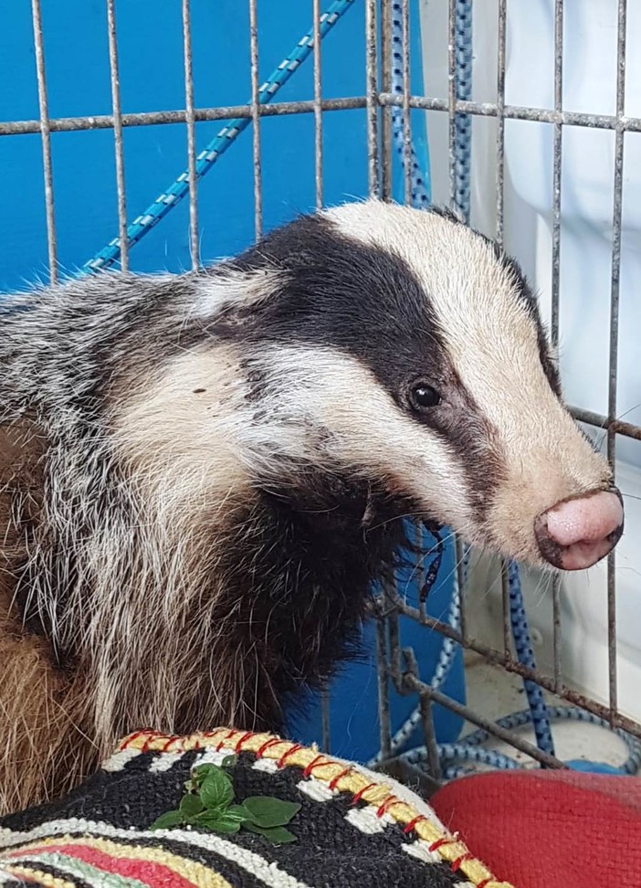 Calice Ligure: tasso investito, l'Enpa lo soccorre, ma purtroppo per l'animale non c'è stato nulla da fare