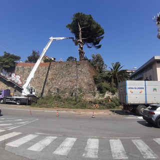 Savona, traffico in tilt tra via Pirandello e corso Tardy e Benech per la potatura di un pino