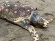 Bergeggi, una carcassa di tartaruga già in decomposizione spiaggiata sul litorale (FOTO)