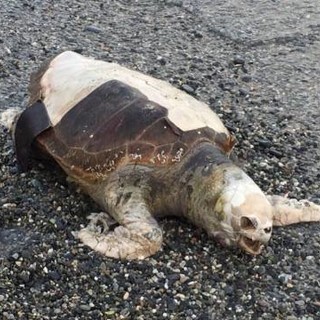 Celle, esemplare di Caretta Caretta trovata senza vita sulla spiaggia