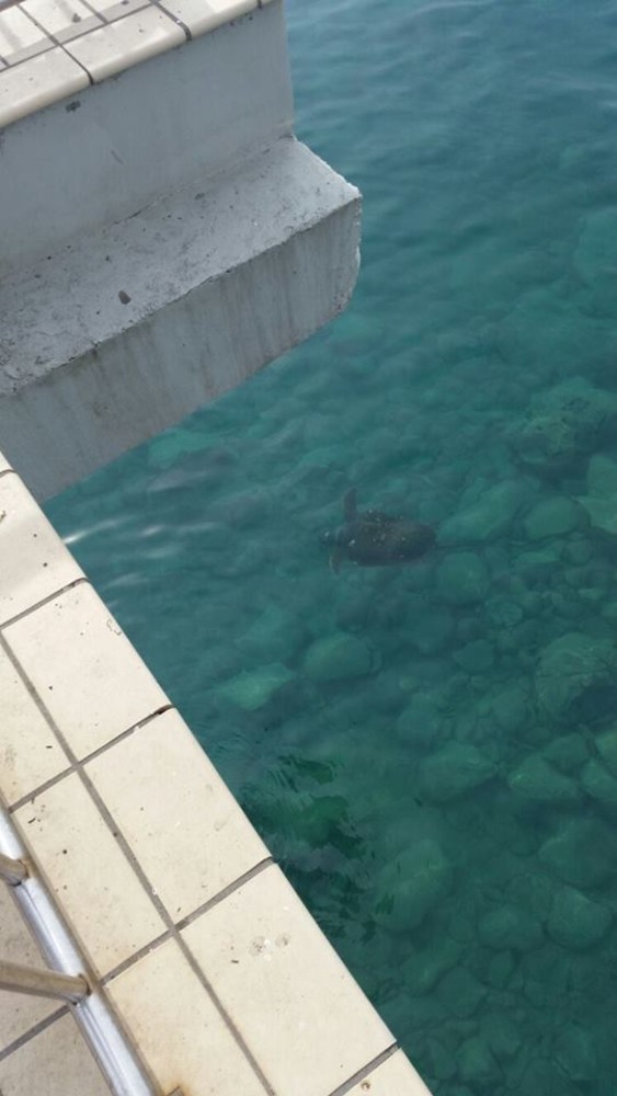 Tartaruga vicino alle coste di Pietra Ligure