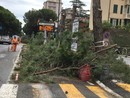 Savona, interpellanza della Lega sui pini pericolanti di Corso Tardy e Benech: &quot;Sono pericolosi&quot;