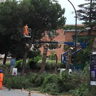 Savona, via al taglio dei pini di Corso Tardy e Benech, 5 mesi la durata dell’intervento (FOTO e VIDEO)