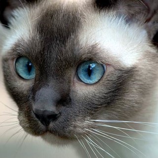 Immagine generica gatto siamese