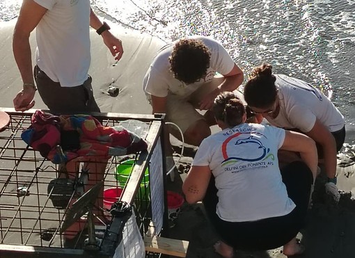 Continua il monitoraggio sui nidi di Caretta Caretta dopo le mareggiate nel Ponente ligure