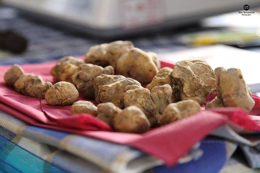 Millesimo, sale l'attesa per la XXVI edizione della Festa Nazionale del Tartufo