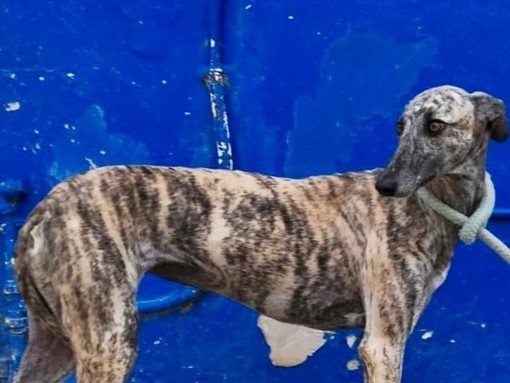 Cane smarrito a Savona: l'appello dei proprietari (FOTO)