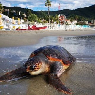 Tartaruga spiaggiata a Laigueglia (FOTO)