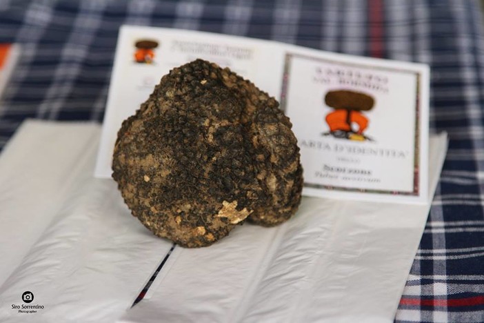 Il tartufo valbormidese spicca alla mostra mercato regionale del tartufo di Acqui