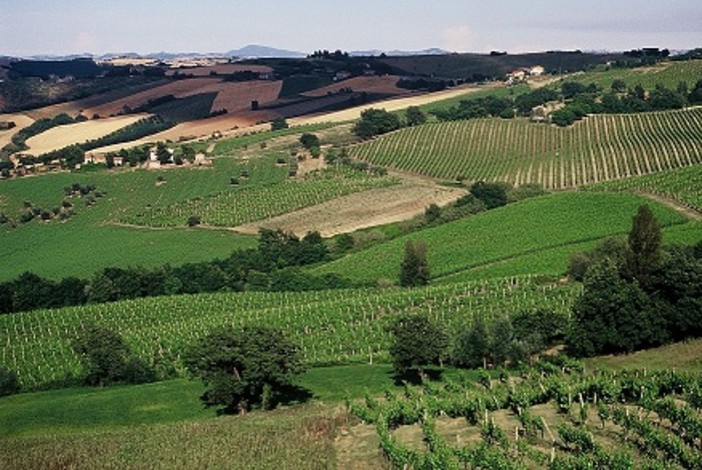 Al Collsioni Festival di Barolo l'Istituto Marchigiano di Tutela Vini