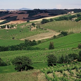 Al Collsioni Festival di Barolo l'Istituto Marchigiano di Tutela Vini