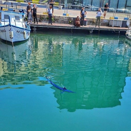 Savona, un'aguglia imperiale nello specchio acqueo della Darsena (FOTO)