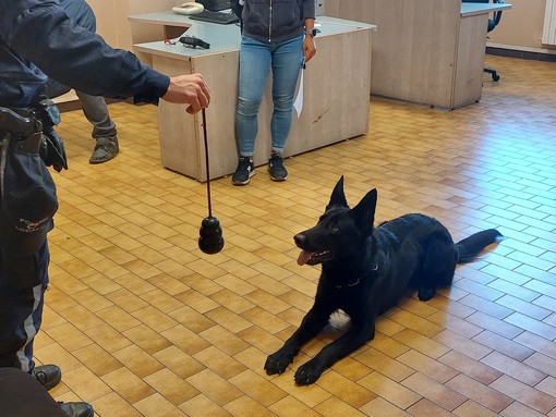 Savona, operativa l'unità cinofila della polizia locale: il cane Rey per la lotta agli stupefacenti (FOTO e VIDEO)