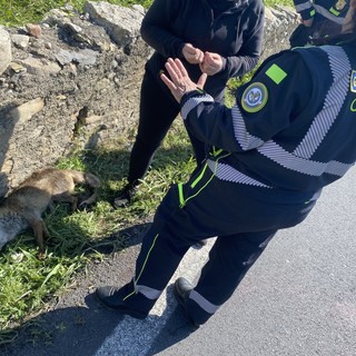 Volpe investita da un'auto a Cisano, salvata da Enpa e Guardie EcoZoofile (FOTO)