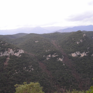 I Verdi denunciano: allarme ignorato per il Vivaio Forestale di Pian dei Corsi