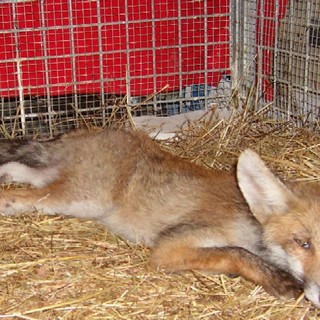 L'animale soccorso