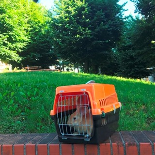 Savona, l'Enpa recupera un coniglio nel giardino di via Trincee