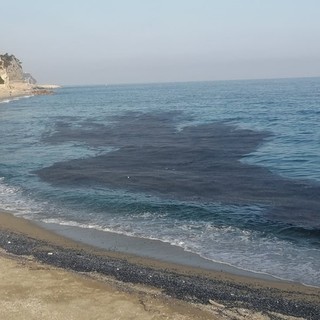 Le Velelle sulle spiagge liguri: Arpal spiega cosa sono