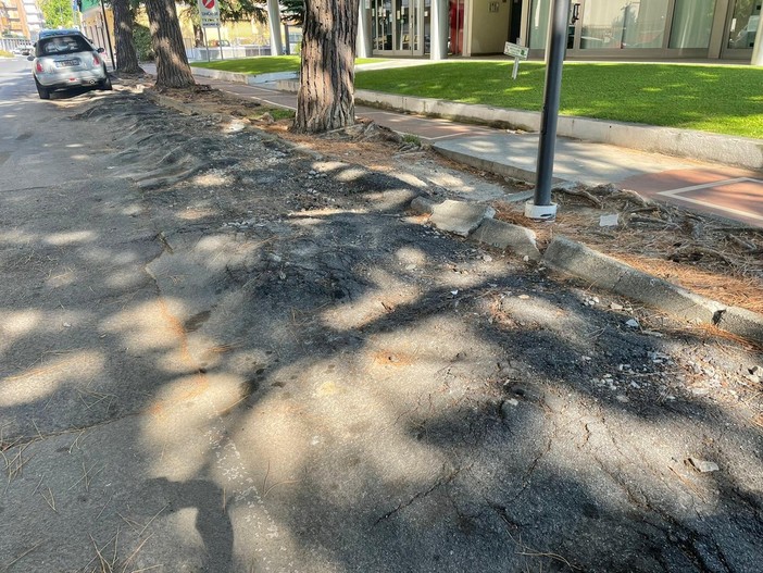 Albenga prepara il restyling di via Papa Giovanni: nuovi asfalto e marciapiedi, i pini sostituiti da alberi con radici non superficiali