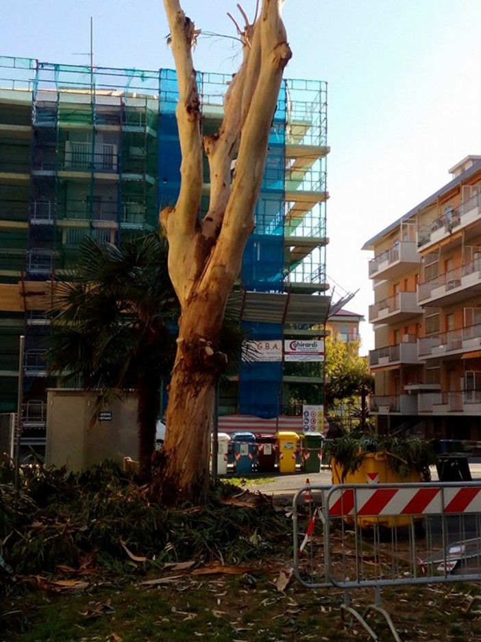 Borghetto, ATA PC denuncia: &quot;Prosegue la distruzione di alberi e siepi in paese&quot;