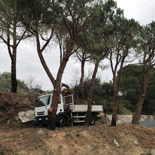 Albenga, potatura straordinaria in via Giotto (FOTO)