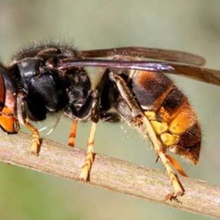 Affidato all’Ente Parco naturale regionale delle Alpi Liguri il coordinamento delle azioni di controllo e prevenzione della diffusione del calabrone asiatico