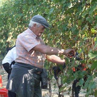 I turisti russi in vacanza ad Alassio testimonial della vendemmia in Liguria