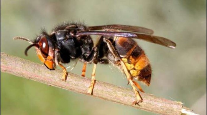 Affidato all’Ente Parco naturale regionale delle Alpi Liguri il coordinamento delle azioni di controllo e prevenzione della diffusione del calabrone asiatico