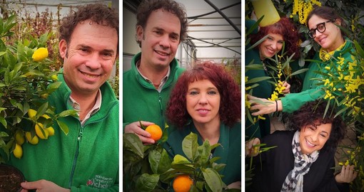 Alla Floricoltura Vivai Michelini di Borghetto marzo è tempo di agrumi e mimose, con tantissime specie e varietà disponibili