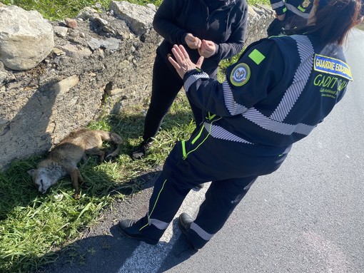 Volpe investita da un'auto a Cisano, salvata da Enpa e Guardie EcoZoofile (FOTO)