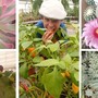 Borghetto Santo Spirito, Floricoltura Vivai Michelini: le piante più belle di agosto, per un vero giardino delle meraviglie