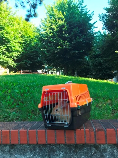 Savona, l'Enpa recupera un coniglio nel giardino di via Trincee