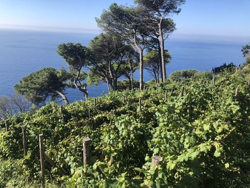 Vigneti, nuove autorizzazioni per l’impianto in Liguria, Natale (Pd): “È previsto dalla norma. Per salvare il territorio e rilanciare l’economia agricola servono azioni straordinarie”