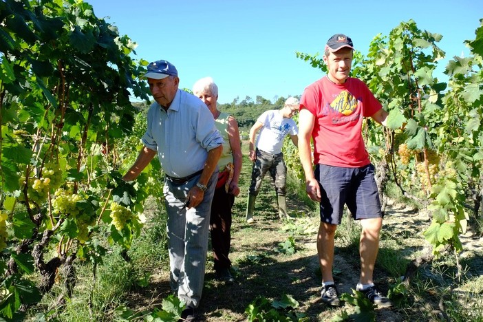 Vendemmia 2019, Mirco Mastroianni (CIA Savona): “Vini di qualità dai nostri produttori, sì alla semplificazione amministrativa”