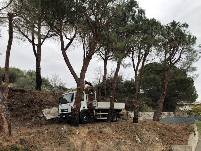 Albenga, potatura straordinaria in via Giotto (FOTO)