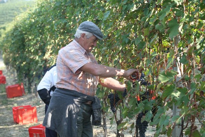 I turisti russi in vacanza ad Alassio testimonial della vendemmia in Liguria