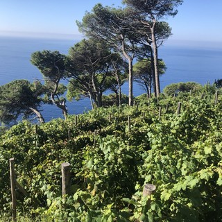 Vigneti, nuove autorizzazioni per l’impianto in Liguria, Natale (Pd): “È previsto dalla norma. Per salvare il territorio e rilanciare l’economia agricola servono azioni straordinarie”