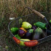 Servizio fitosanitario, potenziamento del monitoraggio con l’istituto regionale per la floricoltura