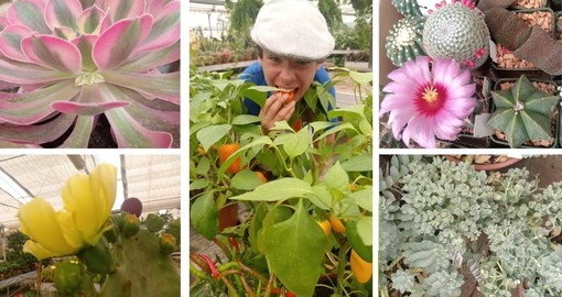 Borghetto Santo Spirito, Floricoltura Vivai Michelini: le piante più belle di agosto, per un vero giardino delle meraviglie