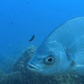 Il Grande Fratello nel mare dell'Area Marina di Bergeggi: h24 una web cam riprende lo spettacolo