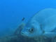 Il Grande Fratello nel mare dell'Area Marina di Bergeggi: h24 una web cam riprende lo spettacolo