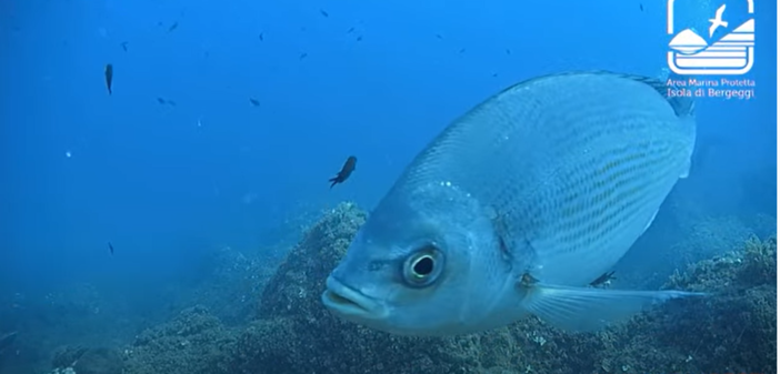 Il Grande Fratello nel mare dell'Area Marina di Bergeggi: h24 una web cam riprende lo spettacolo