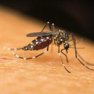 Dengue, nuovo caso a Padova. Lopalco: &quot;Prevedibile con rientro da ferie&quot;