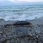 Ceriale, zifio spiaggiato sul litorale in avanzato stato di decomposizione