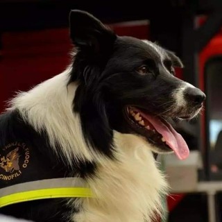 Savona, i vigili del fuoco piangono la scomparsa del cane eroe Zimmer