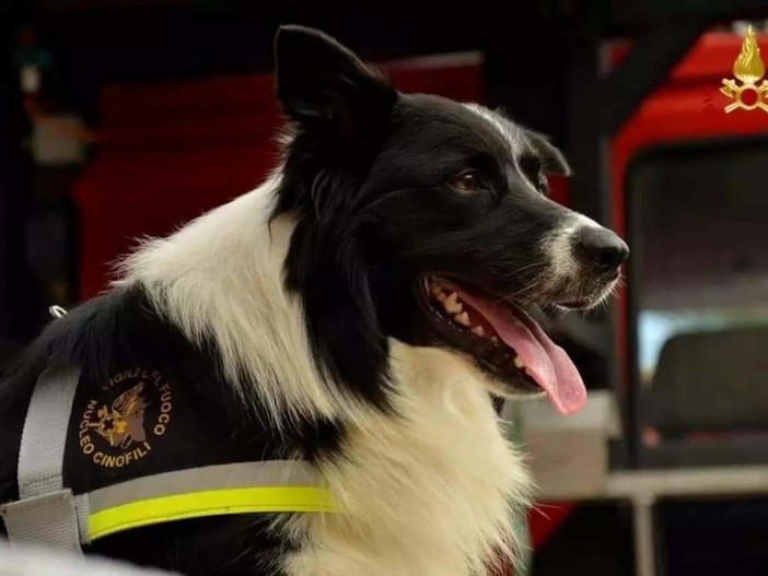 Savona, i vigili del fuoco piangono la scomparsa del cane eroe Zimmer
